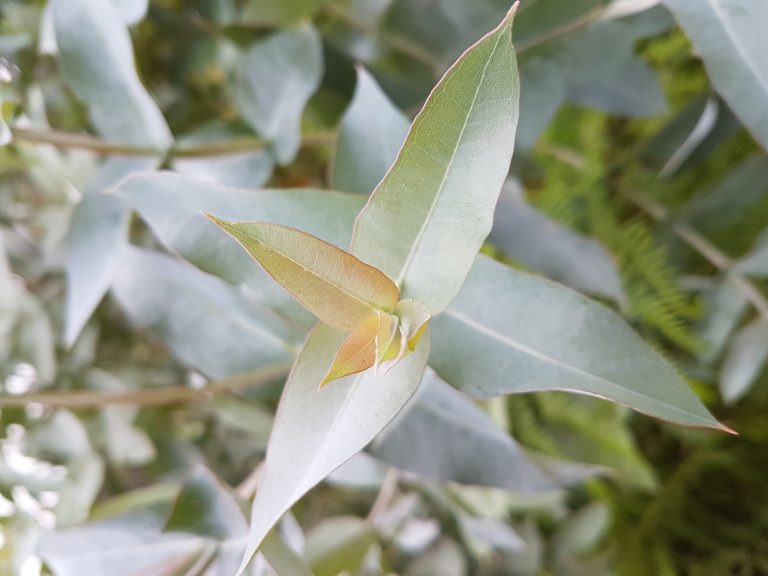 Helle Blüte